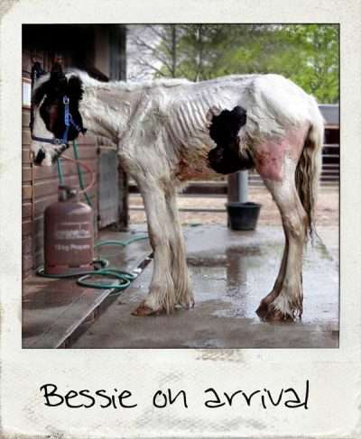 Bessie on arrival