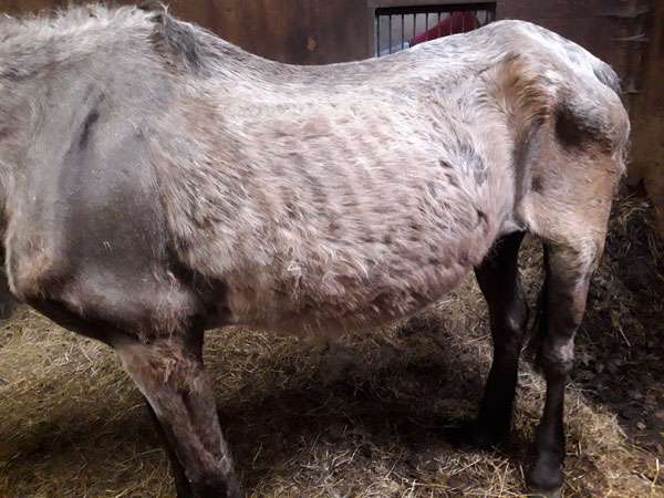 Bessie on arrival