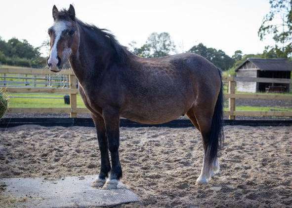 Image of young horses