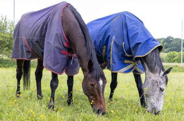 Image of young horses