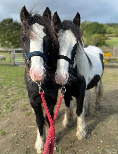 Image of young horses