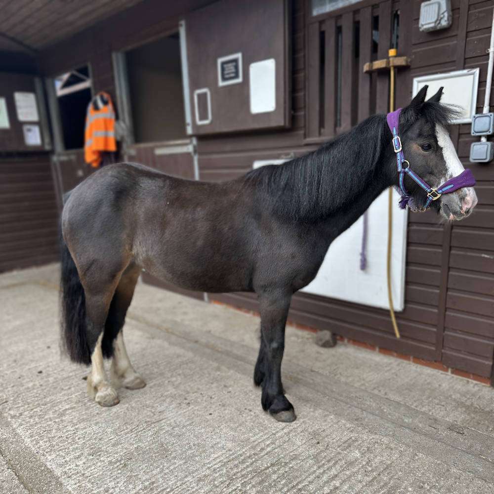 Cherish is looking to be rehomed.