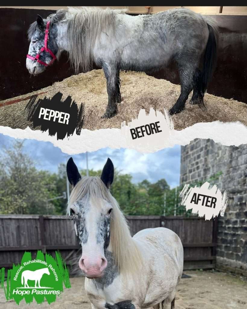 Image of Pepper