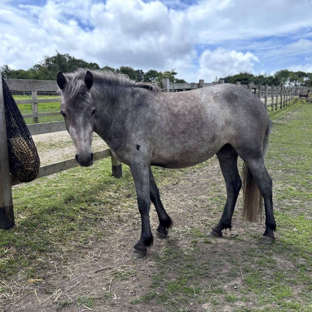 Rehome Misty