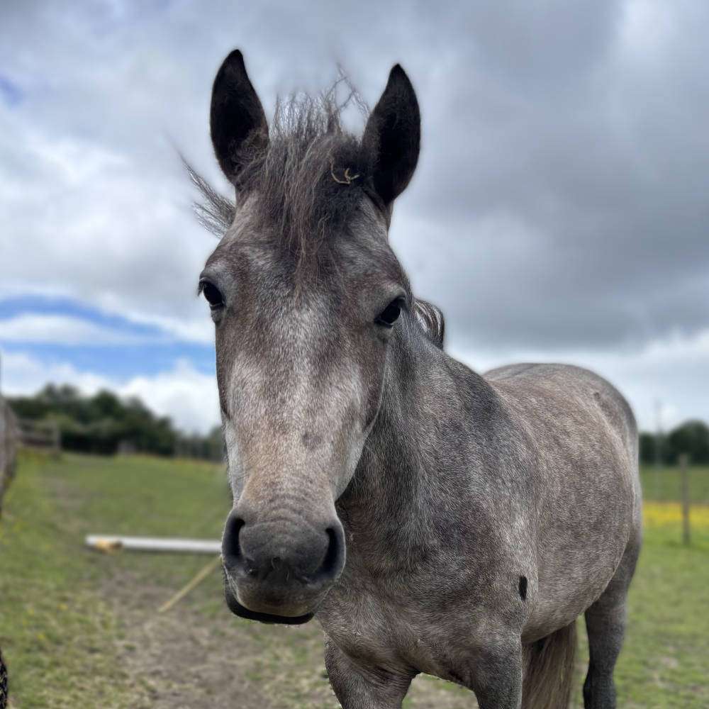 Misty available for rehoming