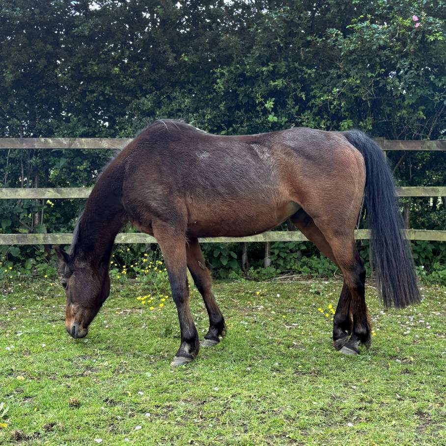 Poppy is looking to be rehomed.