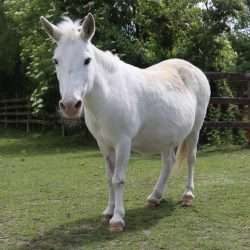 Raggles the Mule