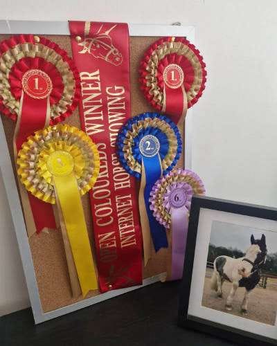 Show winners