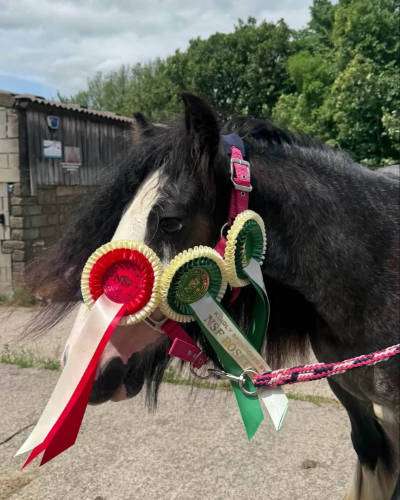 Show winners