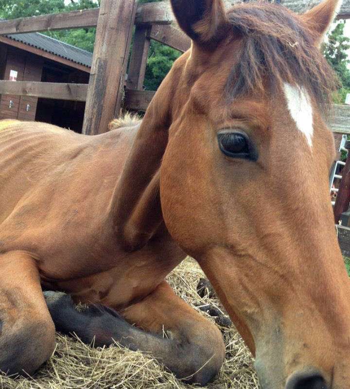Romeo one month after rescue by Hope Pastures