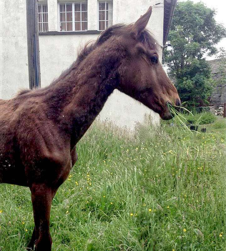 Romeo on arrival at Hope Pastures