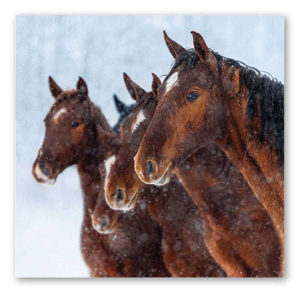 Hope Pastures Christmas Cards: Winter Horses