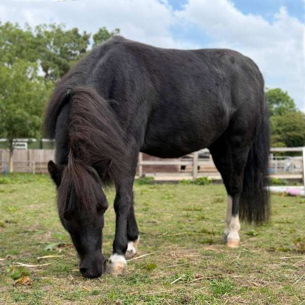 Ruby is in our Rehab to Rehome scheme