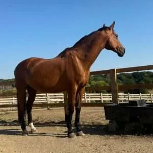 Thanks to your support, Squirrel has recovered from dental surgery for EOTRH. Read how this brave horse is now eating comfortably again.