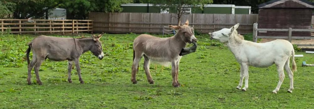 Theo, Walter and Alex playing in their field