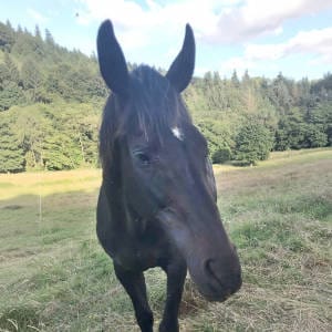 Case study 2-Kiki
