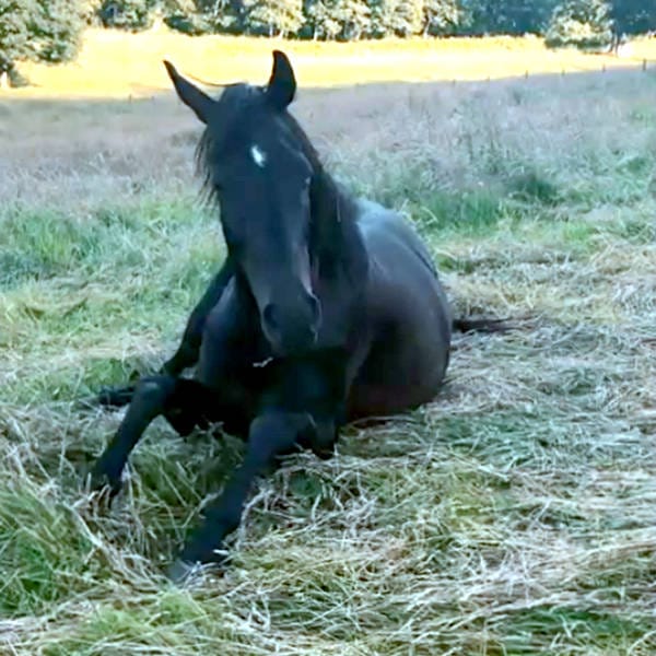 Hope Pastures Case Study 1