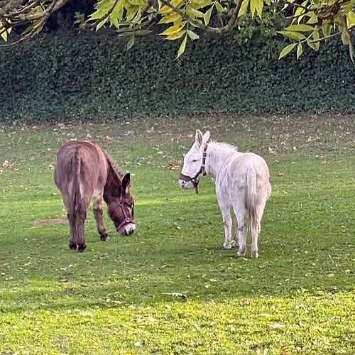 Important update on Boss and Biscuit
