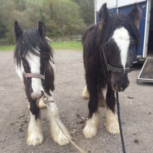 Hope Pastures, beyond the yard case 4